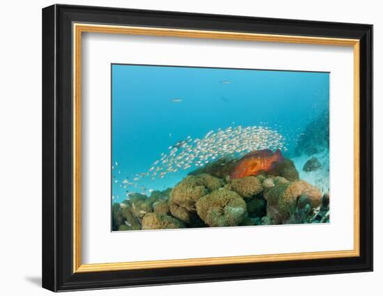 Schoolof Pygmy Sweepers and a Coral Grouper-Reinhard Dirscherl-Framed Photographic Print