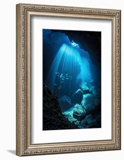 Schools of Pacific creolefish and Panamic sergeant major swimmingin an underwater cavern-Alex Mustard-Framed Photographic Print