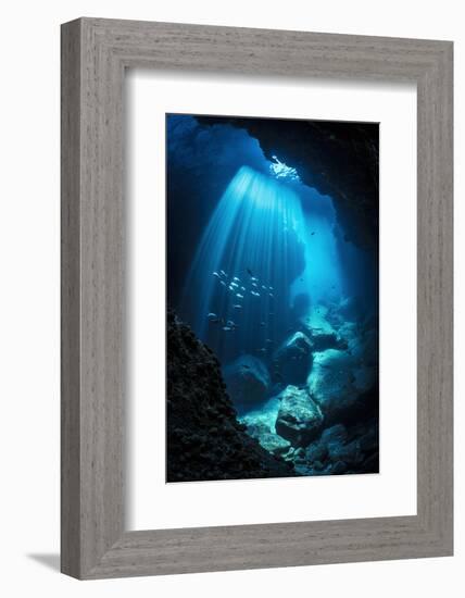 Schools of Pacific creolefish and Panamic sergeant major swimmingin an underwater cavern-Alex Mustard-Framed Photographic Print