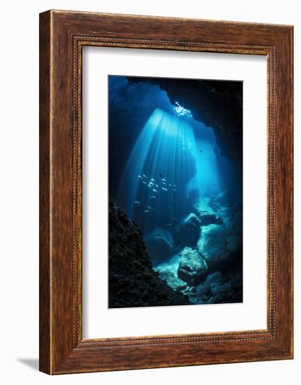 Schools of Pacific creolefish and Panamic sergeant major swimmingin an underwater cavern-Alex Mustard-Framed Photographic Print