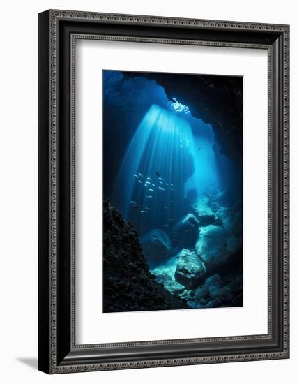 Schools of Pacific creolefish and Panamic sergeant major swimmingin an underwater cavern-Alex Mustard-Framed Photographic Print