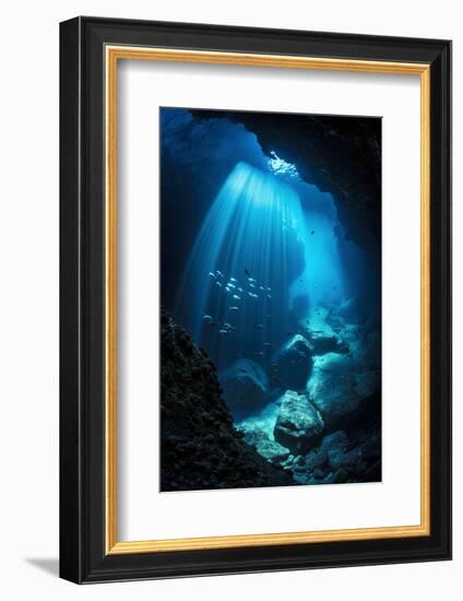Schools of Pacific creolefish and Panamic sergeant major swimmingin an underwater cavern-Alex Mustard-Framed Photographic Print