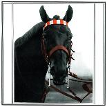 Horse Still 1-Schribler & Sons-Framed Premier Image Canvas