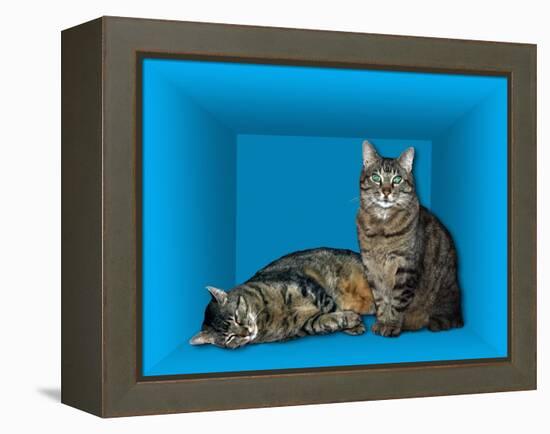 Schrodinger's Cat, Artwork-Victor De Schwanberg-Framed Premier Image Canvas