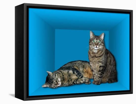 Schrodinger's Cat, Artwork-Victor De Schwanberg-Framed Premier Image Canvas
