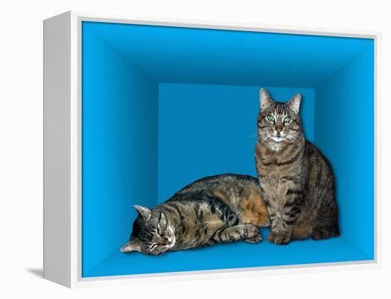Schrodinger's Cat, Artwork-Victor De Schwanberg-Framed Premier Image Canvas