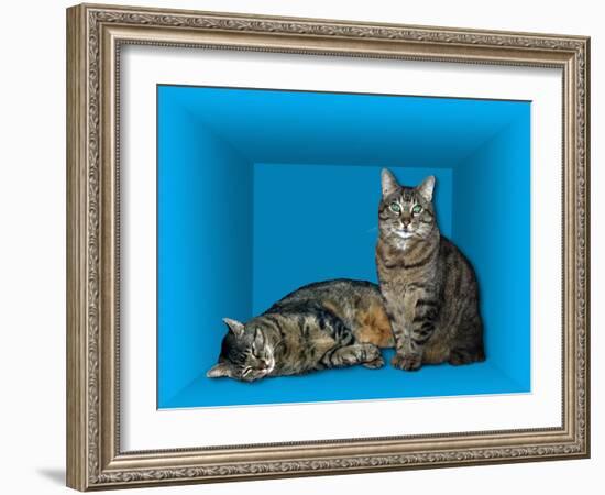 Schrodinger's Cat, Artwork-Victor De Schwanberg-Framed Photographic Print