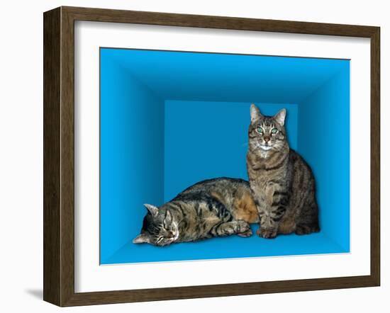 Schrodinger's Cat, Artwork-Victor De Schwanberg-Framed Photographic Print