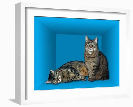 Schrodinger's Cat, Artwork-Victor De Schwanberg-Framed Photographic Print