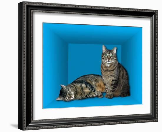 Schrodinger's Cat, Artwork-Victor De Schwanberg-Framed Photographic Print