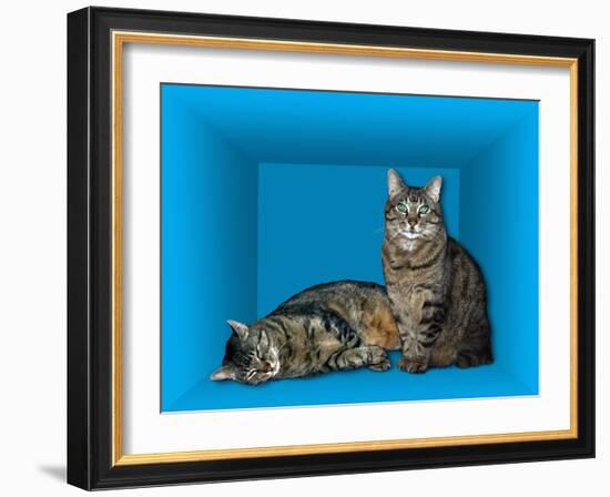 Schrodinger's Cat, Artwork-Victor De Schwanberg-Framed Photographic Print