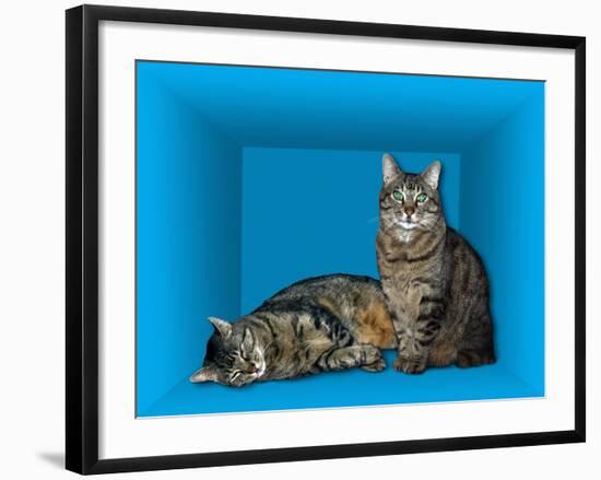 Schrodinger's Cat, Artwork-Victor De Schwanberg-Framed Photographic Print