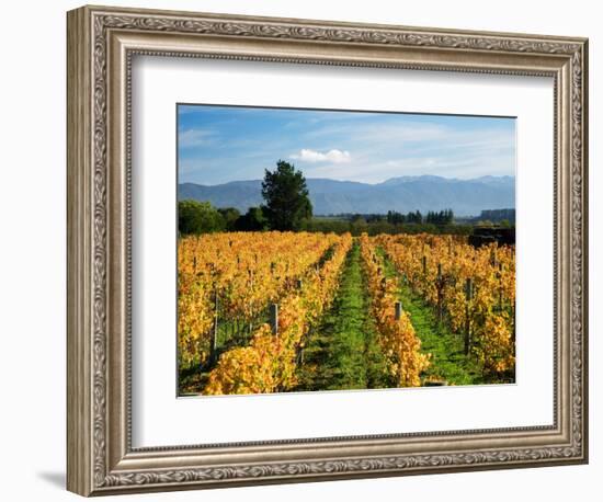 Schubert Vineyard, Martinborough, Wairarapa, North Island, New Zealand-David Wall-Framed Photographic Print