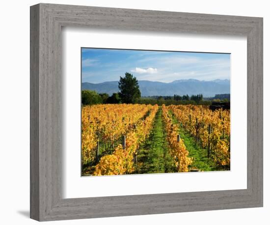 Schubert Vineyard, Martinborough, Wairarapa, North Island, New Zealand-David Wall-Framed Photographic Print