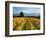 Schubert Vineyard, Martinborough, Wairarapa, North Island, New Zealand-David Wall-Framed Photographic Print