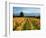 Schubert Vineyard, Martinborough, Wairarapa, North Island, New Zealand-David Wall-Framed Photographic Print