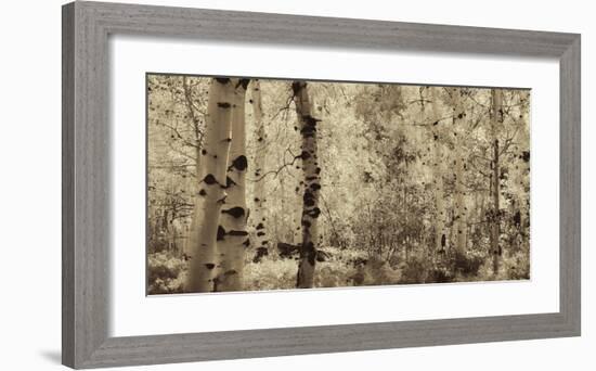 Schwartz - A Wisp of Gold-Don Schwartz-Framed Art Print