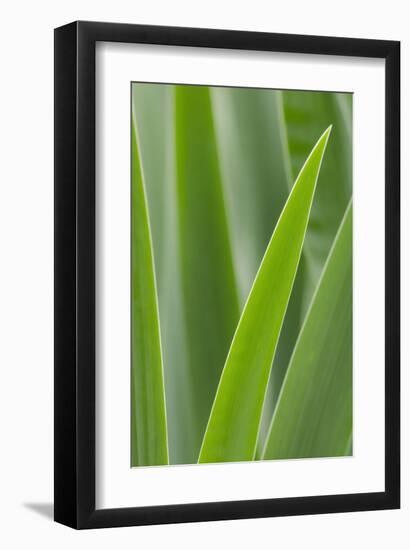 Schwartz - Blades of Green-Don Schwartz-Framed Art Print