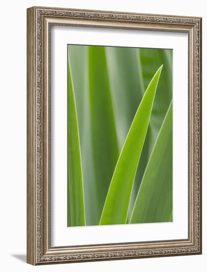 Schwartz - Blades of Green-Don Schwartz-Framed Art Print