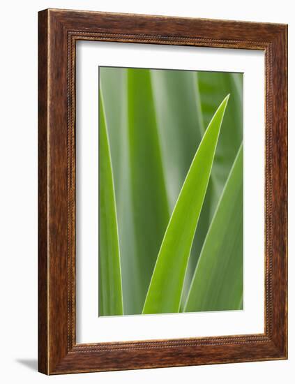 Schwartz - Blades of Green-Don Schwartz-Framed Art Print