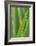 Schwartz - Blades of Green-Don Schwartz-Framed Art Print