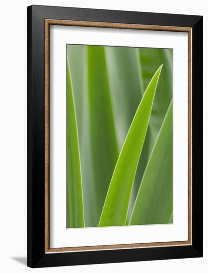 Schwartz - Blades of Green-Don Schwartz-Framed Art Print