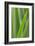 Schwartz - Blades of Green-Don Schwartz-Framed Art Print