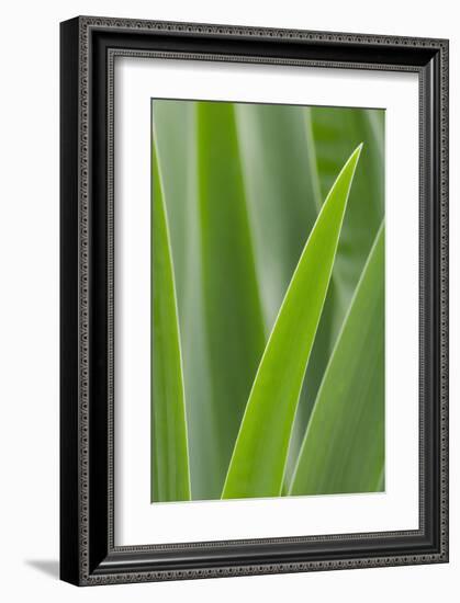 Schwartz - Blades of Green-Don Schwartz-Framed Art Print