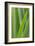 Schwartz - Blades of Green-Don Schwartz-Framed Art Print