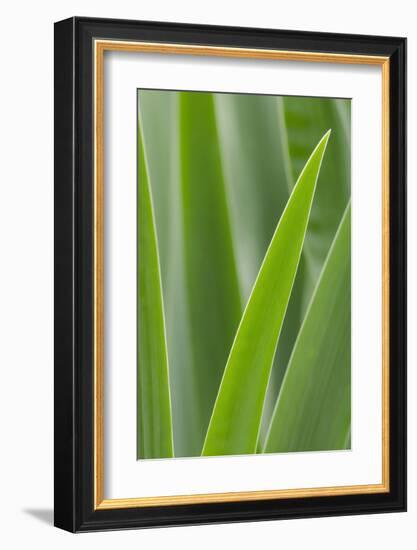 Schwartz - Blades of Green-Don Schwartz-Framed Art Print