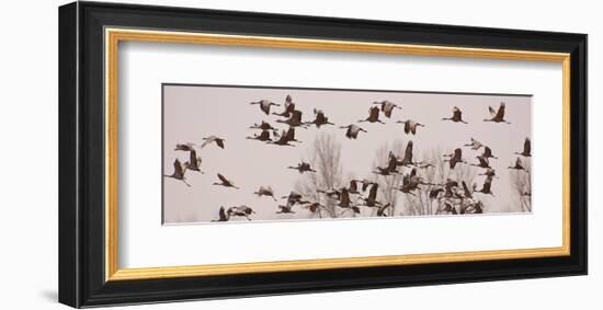 Schwartz - Cranes Across the Sky-Don Schwartz-Framed Art Print