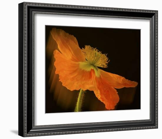 Schwartz - Dramatic Orange Poppy-Don Schwartz-Framed Art Print