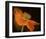 Schwartz - Dramatic Orange Poppy-Don Schwartz-Framed Art Print