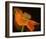 Schwartz - Dramatic Orange Poppy-Don Schwartz-Framed Art Print