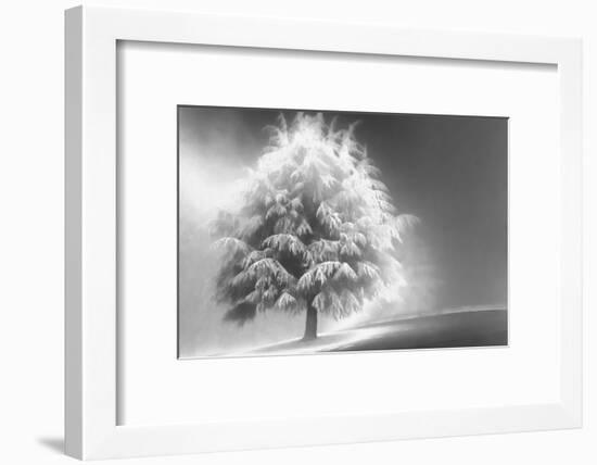 Schwartz - Enlightened Tree-Don Schwartz-Framed Premium Giclee Print