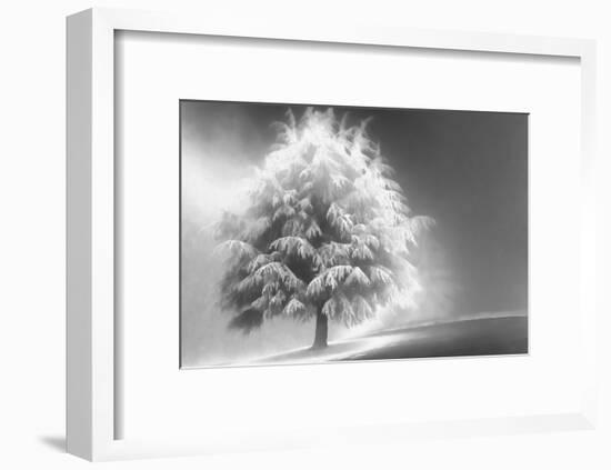 Schwartz - Enlightened Tree-Don Schwartz-Framed Premium Giclee Print