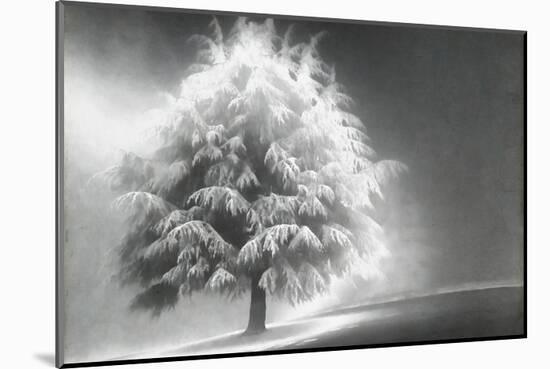 Schwartz - Enlightened Tree-Don Schwartz-Mounted Premium Giclee Print