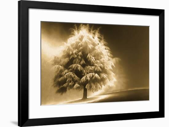 Schwartz - Enlightened Tree-Don Schwartz-Framed Art Print