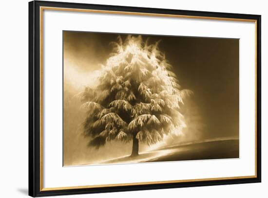 Schwartz - Enlightened Tree-Don Schwartz-Framed Art Print