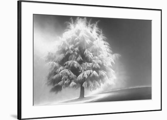 Schwartz - Enlightened Tree-Don Schwartz-Framed Art Print