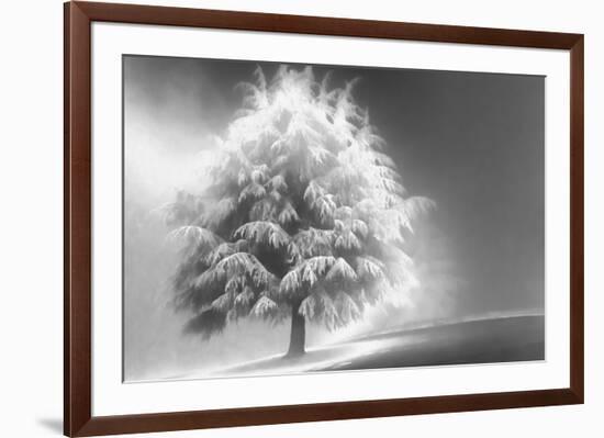 Schwartz - Enlightened Tree-Don Schwartz-Framed Art Print