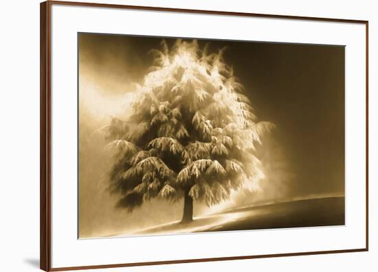 Schwartz - Enlightened Tree-Don Schwartz-Framed Art Print