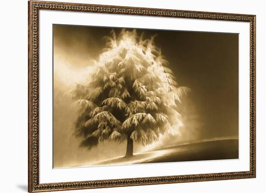 Schwartz - Enlightened Tree-Don Schwartz-Framed Art Print