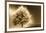 Schwartz - Enlightened Tree-Don Schwartz-Framed Art Print