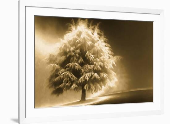 Schwartz - Enlightened Tree-Don Schwartz-Framed Art Print