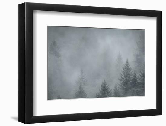 Schwartz - Foggy Pines-Don Schwartz-Framed Art Print