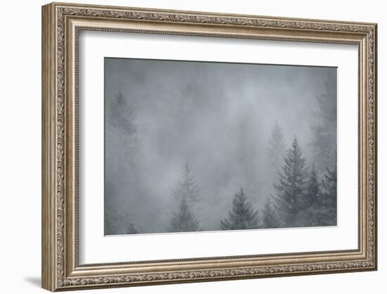 Schwartz - Foggy Pines-Don Schwartz-Framed Art Print