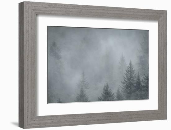 Schwartz - Foggy Pines-Don Schwartz-Framed Art Print