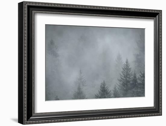 Schwartz - Foggy Pines-Don Schwartz-Framed Art Print
