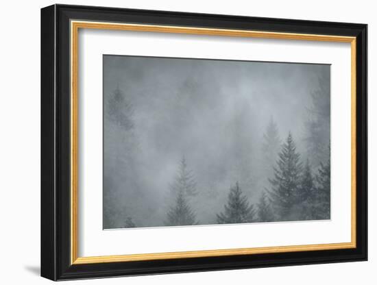 Schwartz - Foggy Pines-Don Schwartz-Framed Art Print